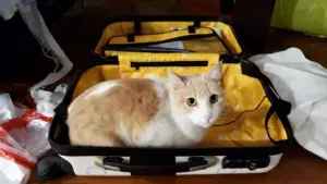 Nuevo requisito para viajar con mascotas desde Ecuador