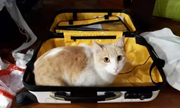 Nuevo requisito para viajar con mascotas desde Ecuador